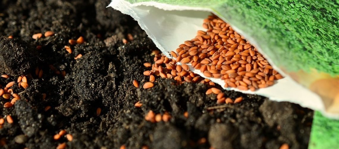 seeds-1302793_960_720